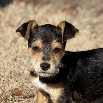Terrier Dogs Available for Adoption - Flynn | PetCurious