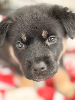 German Shepherd Dog and Husky Dogs Available for Adoption in Vienna, Ontario - Bubba | PetCurious