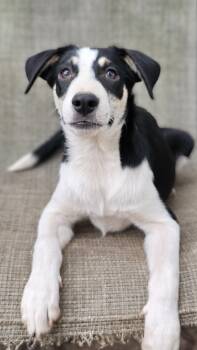 Rescue Australian Shepherd and Labrador Retriever Dogs for Adoption in Nokomis, Florida - Hudson | PetCurious