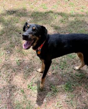 Boone -  Catahoula Leopard Dog and Labrador Retriever Dog for Adoption in Little Rock, Arkansas - Boone | PetCurious