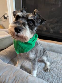 Schnoodle Dogs Available for Adoption - Smitty | PetCurious