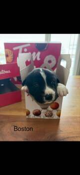 Mixed Breed Dogs Available for Adoption in Athens, Ontario - Boston | PetCurious