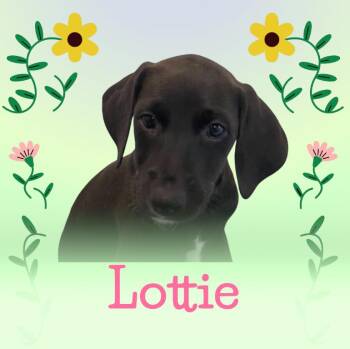 Rescue Labrador Retriever Dogs for Adoption in Hatfield, Pennsylvania - Lottie | PetCurious