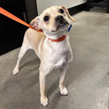 Wirehaired Terrier Dogs Available for Adoption in Tampa, Florida - Tyson | PetCurious