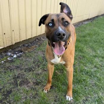Mixed Breed Dogs Available for Adoption in Grand Forks, North Dakota - Kelso | PetCurious