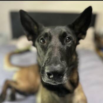 Rayne -  Belgian Shepherd Malinois Dog for Adoption in Columbia, South Carolina - Rayne | PetCurious