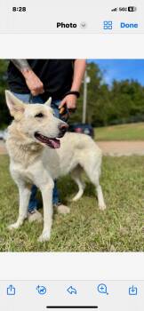 Rescue German Shepherd Dog Dogs for Adoption in Lincoln University, Pennsylvania - Gretchen | PetCurious