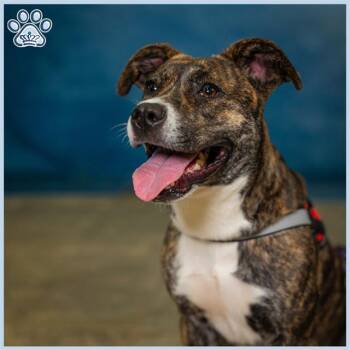 Rescue Pit Bull Terrier and Mixed Breed Dogs for Adoption in Sugar Land, Texas - FLOWER | PetCurious