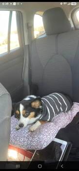 Sammy -  Corgi Dog for Adoption in Garland, Texas - Sammy | PetCurious