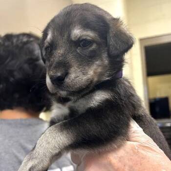 Basking -  Mixed Breed Dog for Adoption in Asheville, North Carolina - Basking | PetCurious