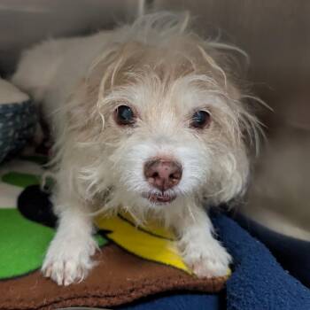 Maltese Dogs Available for Adoption - Coral | PetCurious