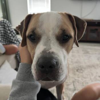 Rescue Pit Bull Terrier and Labrador Retriever Dogs for Adoption in Austin, Texas - Dice | PetCurious