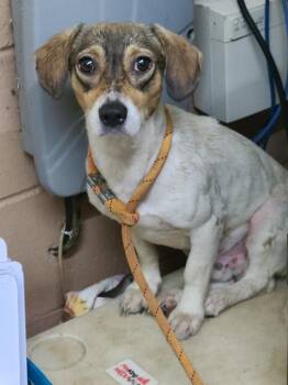 Bailey -  Terrier Dog for Adoption in Swainsboro, Georgia - Bailey | PetCurious