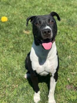 Rescue Pit Bull Terrier Dogs for Adoption in Manteca, California - Dominik | PetCurious