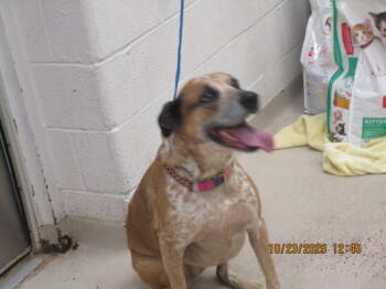 Rescue Australian Cattle Dog Blue Heeler and Hound Dogs for Adoption in Marietta, Georgia - Jersey Girl (16) | PetCurious