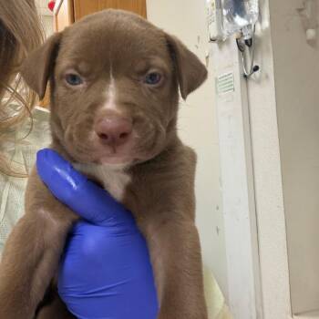 Hot N Cold -  Mixed Breed Dog for Adoption in Pekin, Illinois - Hot N Cold | PetCurious