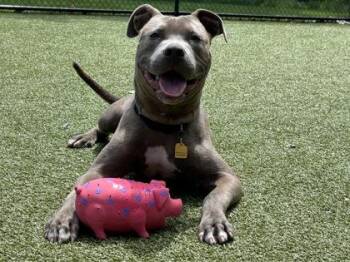 Solo -  Terrier and Mixed Breed Dog for Adoption in Woodbury, Minnesota - Solo | PetCurious
