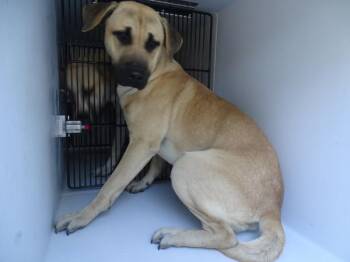 Ic-14 Aro -  Labrador Retriever Dog for Adoption in Lawrenceville, Georgia - Ic-14 Aro | PetCurious