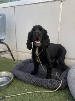 Jackson -  Cocker Spaniel Dog for Adoption in West Hollywood, California - Jackson | PetCurious