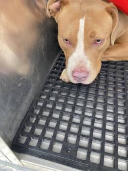 Mixed Breed Dogs Available for Adoption in Dallas, Texas - STEWART | PetCurious