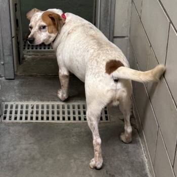 Spike -  Beagle and Mixed Breed Dog for Adoption in Waynesburg, Pennsylvania - Spike | PetCurious