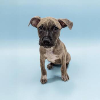 Rescue Pit Bull Terrier Dogs for Adoption in Scottsdale, Arizona - Fate | PetCurious