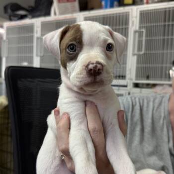 Island -  Pit Bull Terrier Dog for Adoption in Columbia, South Carolina - Island | PetCurious