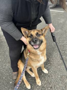 Rescue German Shepherd Dog and Akita Dogs for Adoption in Port Angeles, Washington - Oliver | PetCurious