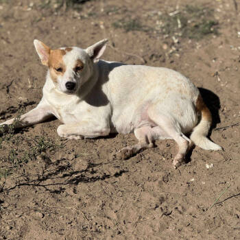 Rescue Terrier Dogs for Adoption in Anahuac, Texas - Vicki- 1108V | PetCurious