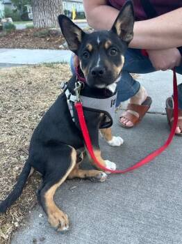 Mixed Breed Dogs Available for Adoption in Fort Collins, Colorado - Roger | PetCurious