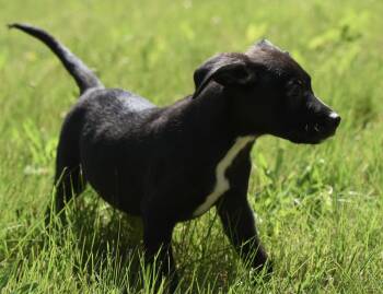 Otter -  German Shepherd Dog and Rottweiler Dog for Adoption in Mechanicsburg, Pennsylvania - Otter | PetCurious