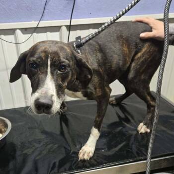 Alyssa -  Plott Hound and Mixed Breed Dog for Adoption in Springboro, Ohio - Alyssa | PetCurious