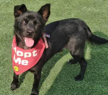 Nico -  Spitz Dog for Adoption in Oceanside, California - Nico | PetCurious