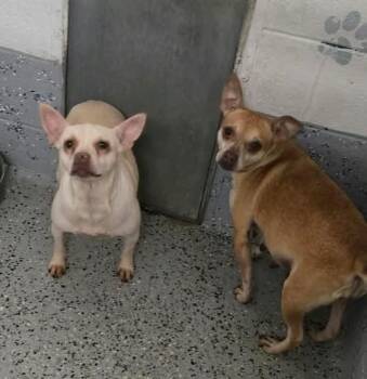 TRIXIE AND STITCH -  Pug and Chihuahua Dog for Adoption in Reed City, Michigan - TRIXIE AND STITCH | PetCurious