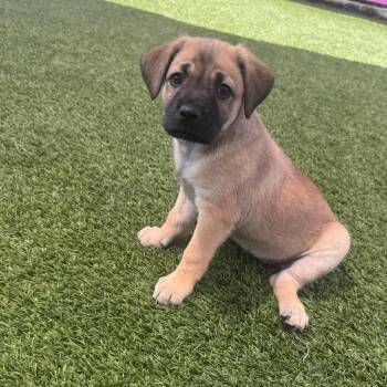 Pup 1 4874 -  German Shepherd Dog Dog for Adoption in Loxahatchee Groves, Florida - Pup 1 4874 | PetCurious