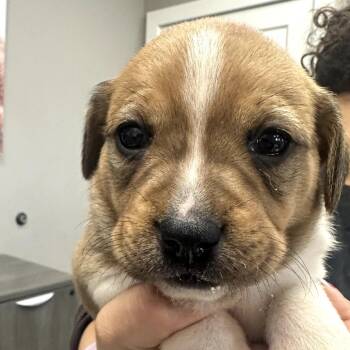 Mixed Breed Dogs Available for Adoption - Phoebe | PetCurious