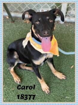 Terrier and Labrador Retriever Dogs Available for Adoption in Marietta, Georgia - CAROL | PetCurious