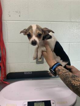 MOLLY -  Chihuahua and Rat Terrier Dog Available for Adoption in Corpus Christi, Texas - MOLLY | PetCurious
