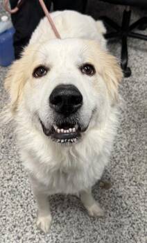 Mixed Breed Dogs Available for Adoption - Winnie | PetCurious