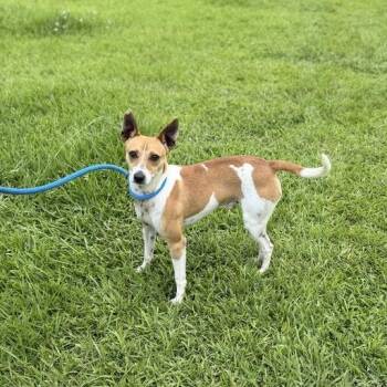 Basenji Dogs Available for Adoption in Carencro, Louisiana - Egg | PetCurious