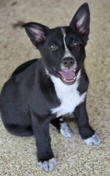 Husky and Australian Shepherd Dogs Available for Adoption in Austin, Texas - Flowers | PetCurious