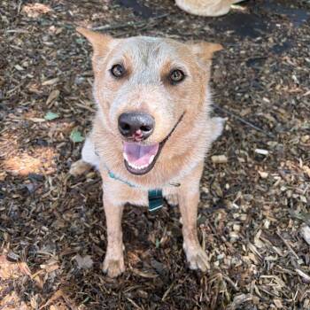 Chilli -  Cattle Dog Dog for Adoption in Aldie, Virginia - Chilli | PetCurious