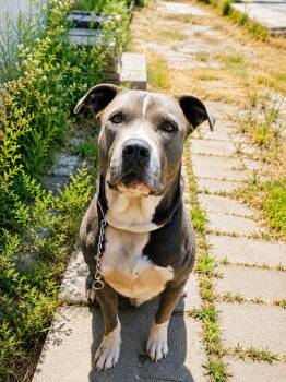 Hercules (Courtesy Post) Foster or Adopt Me! -  American Staffordshire Terrier Dog for Adoption in Lake Forest, California - Hercules (Courtesy Post) Foster Or Adopt Me! | PetCurious