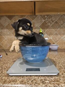 Daisy stevens -  Chihuahua Dog for Adoption in The Woodlands, Texas - Daisy Stevens | PetCurious