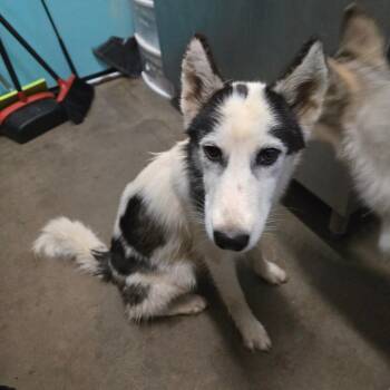 Rescue Siberian Husky Dogs for Adoption in Graham, Texas - Hiti | PetCurious