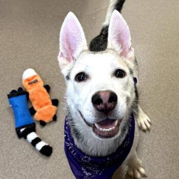 Husky Dogs Available for Adoption in Chatham, Virginia - Wildflower | PetCurious