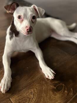 Rabella MV14361-T -  Chihuahua and Dachshund Dog for Adoption in Missouri City, Texas - Rabella MV14361-T | PetCurious
