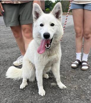Lyra -  German Shepherd Dog Dog for Adoption in New Windsor, New York - Lyra | PetCurious