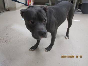 Pit Bull Terrier Dogs Available for Adoption - (117) | PetCurious