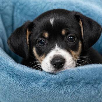 Beagle and Mixed Breed Dogs Available for Adoption in Binghamton, New York - Cash | PetCurious